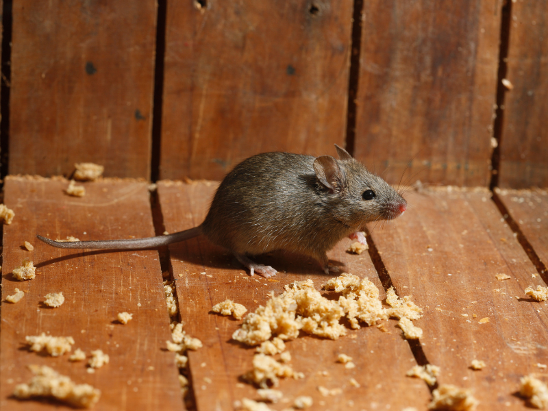 Souris et mulots — extermination professionnelle à Montréal par Extermineo