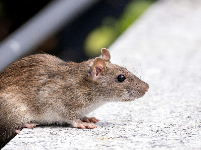Rats — extermination professionnelle à Montréal par Extermineo