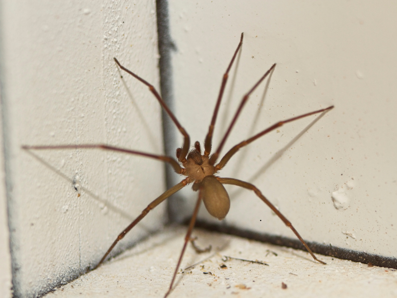 Araignées — extermination professionnelle à Montréal par Extermineo
