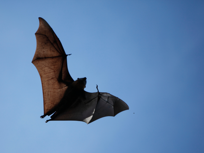 Chauves-souris — extermination professionnelle à Montréal par Extermineo